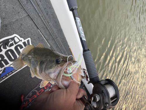 Top-Rated Bass Fishing Rods for Spawning Time and Much More - Cashion Spinnerbait Rods